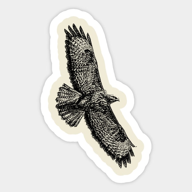 Buzzard Sticker by Guardi